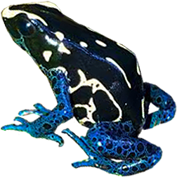 Cayenne Dart Frog